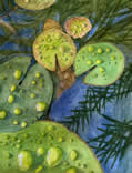 Lily Pads with Raindrops by Erika Bourne
